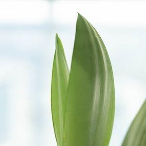 Meet your Posher, Junya